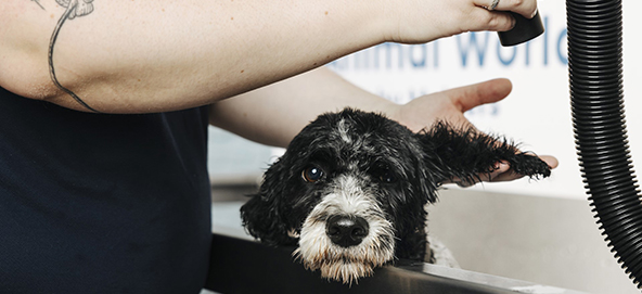 Makkelijk je hond wassen én drogen in onze Dogwash